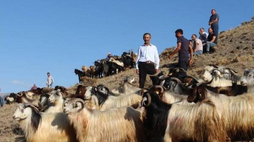 Kurbanlık Soran &Ccedil;ok, Alan Yok