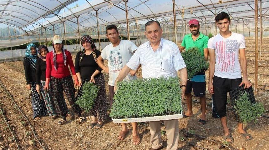 Fidelikten &Ccedil;ıkan G&uuml;zl&uuml;k Domatesler Fidanları Toprakla Buluşuyor