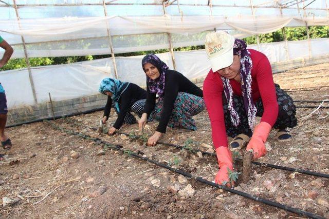 Fidelikten Çıkan Güzlük Domatesler Fidanları Toprakla Buluşuyor