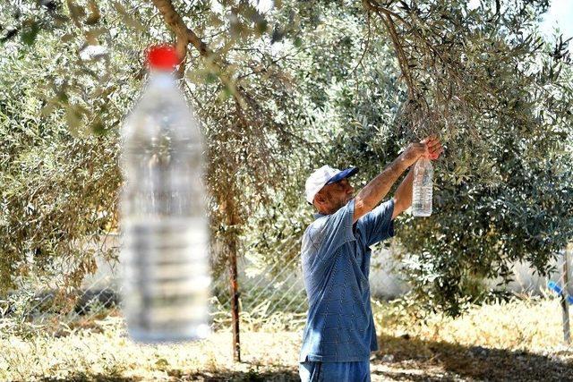 50 Bin Zeytin Ağacı Kurtuldu