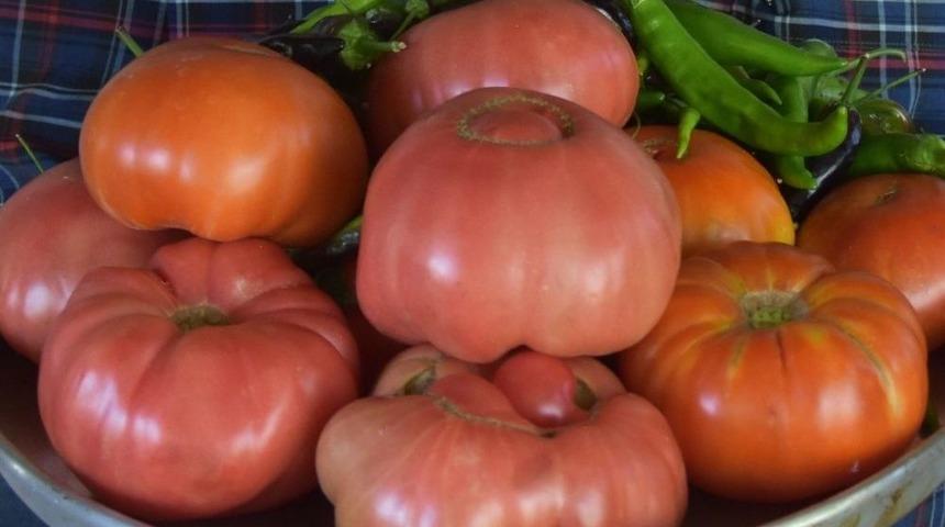 Kocasinan Belediyesi&rsquo;nin Dağıttığı Fideler &Uuml;r&uuml;n Verdi