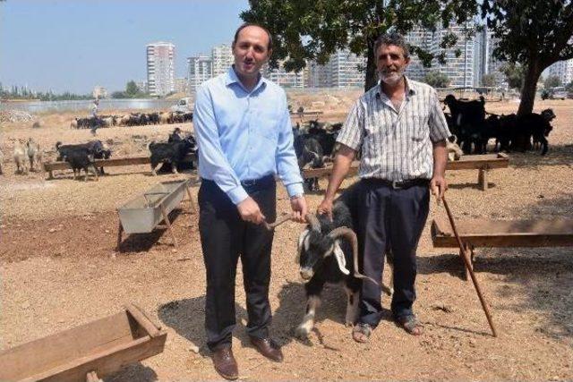 Adana Sağlık Müdürü: Bayramda Sağlıksız Hayvanı Kurban Etmeyin