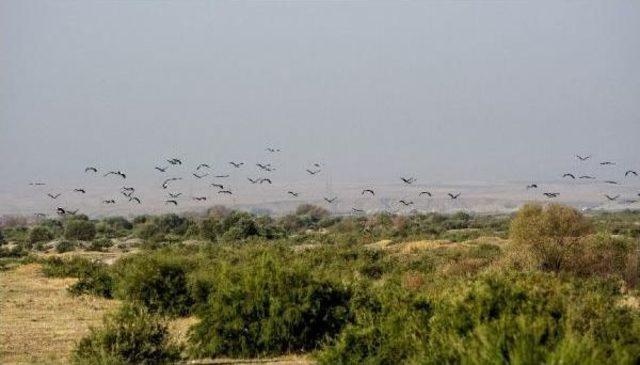 Leylekler, Dicle Nehri Kıyısını Çok Sevdi