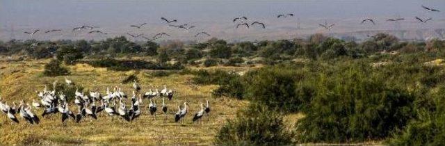 Leylekler, Dicle Nehri Kıyısını Çok Sevdi