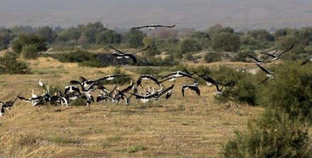 Leylekler, Dicle Nehri Kıyısını Çok Sevdi