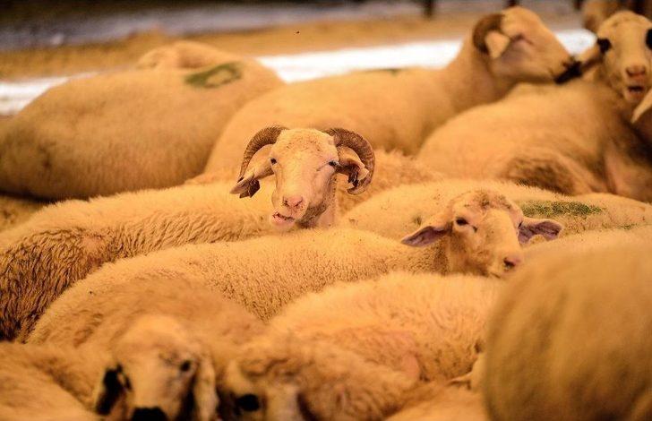 İstanbul’da Kurban Bayramı Hazırlıkları G2