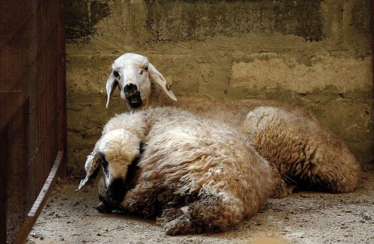 İstanbul’da Kurban Bayramı Hazırlıkları G3