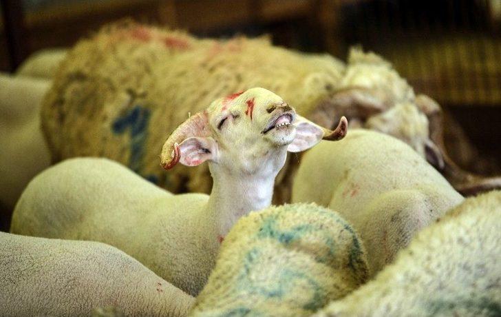 İstanbul’da Kurban Bayramı Hazırlıkları G4