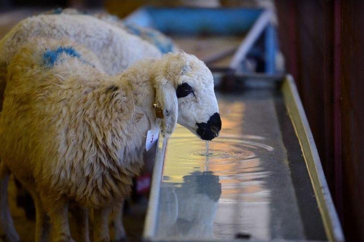 İstanbul’da Kurban Bayramı Hazırlıkları G5