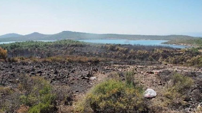 Prof. Dr. Neyiş&ccedil;i: Doğaya Kendini Yenilemesi I&ccedil;in 1 Yıl Şans Verin
