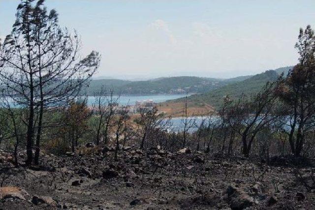 Prof. Dr. Neyişçi: Doğaya Kendini Yenilemesi Için 1 Yıl Şans Verin