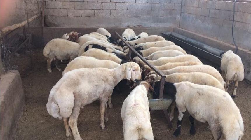 Kurbanlıklar Alıcılarıyla Buluşuyor