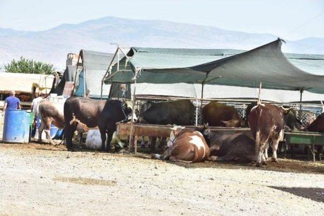 Kurban Pazarında Satıcı Da Alıcı Da Memnuniyetsiz