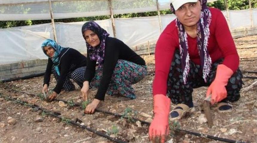 G&uuml;z D&ouml;nemi Domates Fideleri Toprakla Buluşuyor