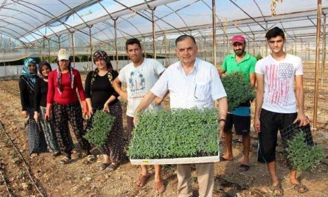 Güz Dönemi Domates Fideleri Toprakla Buluşuyor