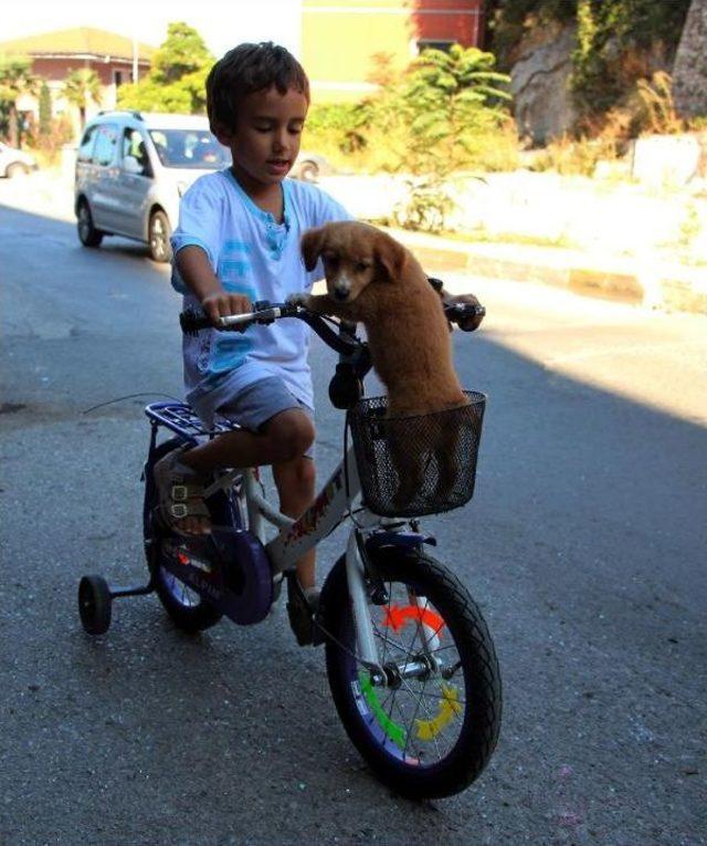 1 Günlüğüne Sevmek Için Aldığı Yavru Köpeği Bisiklet Sepetinde Taşıdı