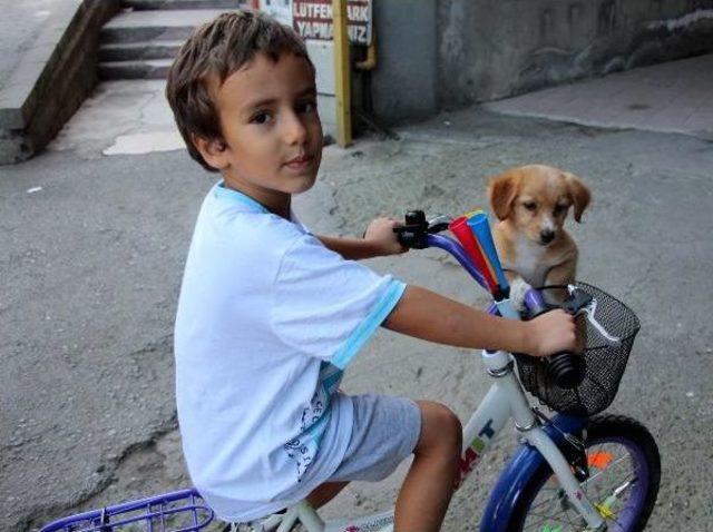 1 Günlüğüne Sevmek Için Aldığı Yavru Köpeği Bisiklet Sepetinde Taşıdı