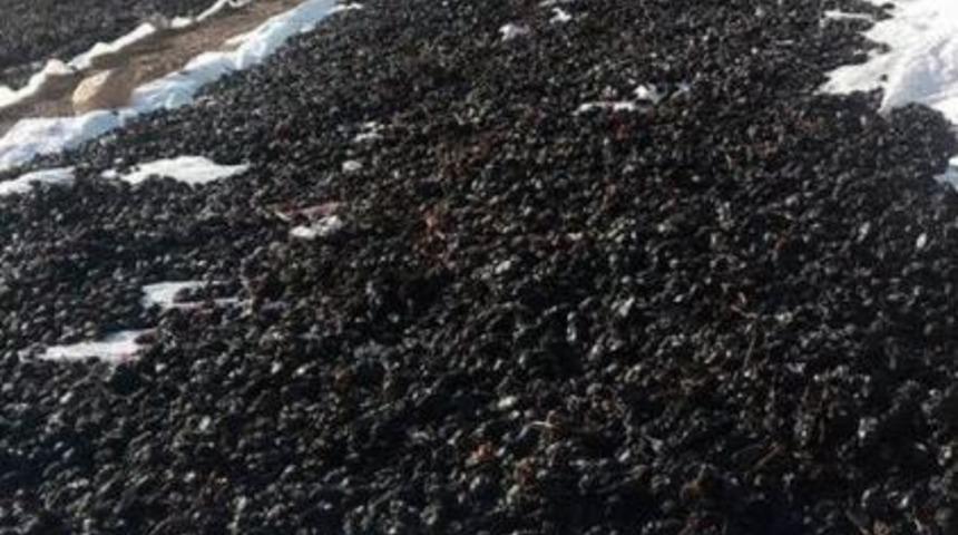 &lsquo;horoz Karası&rsquo; Cinsi &Uuml;z&uuml;m Kurutulmaya Başlandı