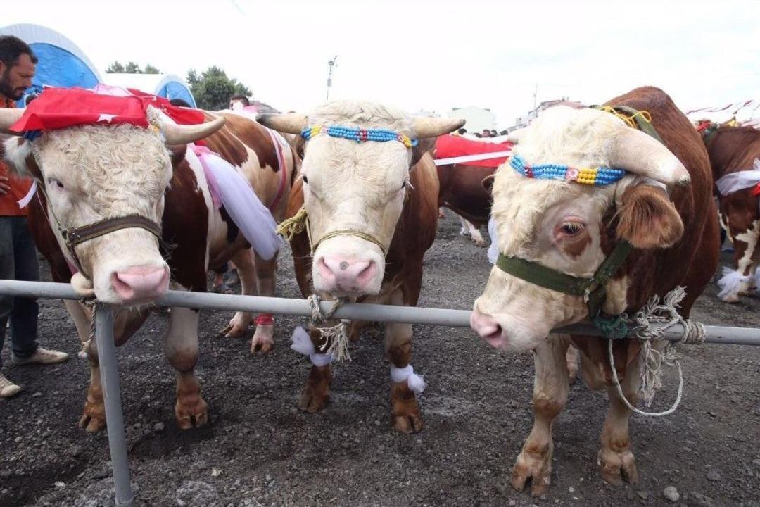 En B&uuml;y&uuml;k Ve En G&uuml;zel Kurbanlıklar Sultangazi&rsquo;de Podyuma &Ccedil;ıktı