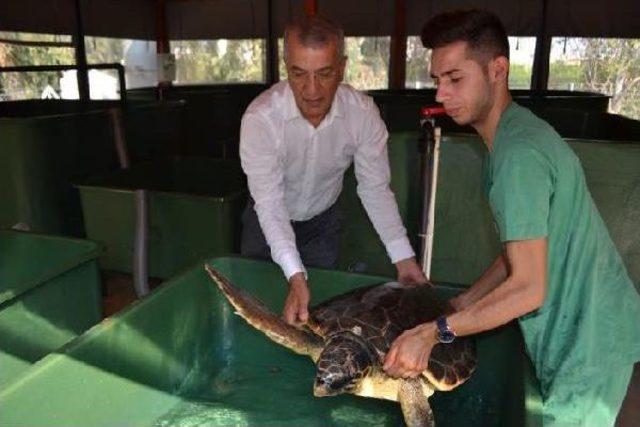 Belediye Başkanından 'carettaları Koruyamadık' Özrü'