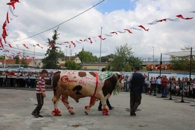 İstanbul'da Kurbanlık Güzellik Yarışması Yapıldı