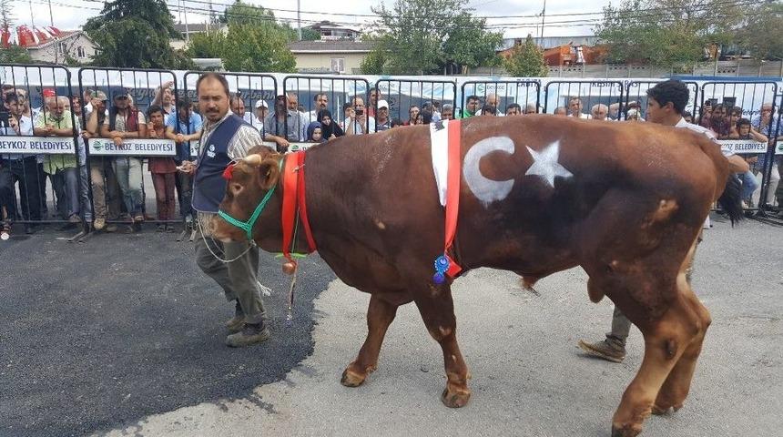 Beykoz Kurbankent&rsquo;in En G&uuml;zeli &lsquo;karadayı&rsquo; Se&ccedil;ildi