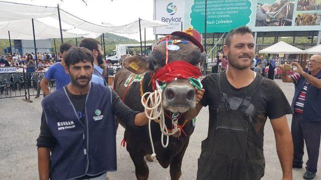 Beykoz Kurbankent’in En Güzeli ‘karadayı’ Seçildi