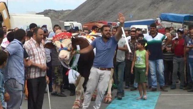 Sultangazi'de En Güzel Kurbanlık Yarışması Düzenlendi