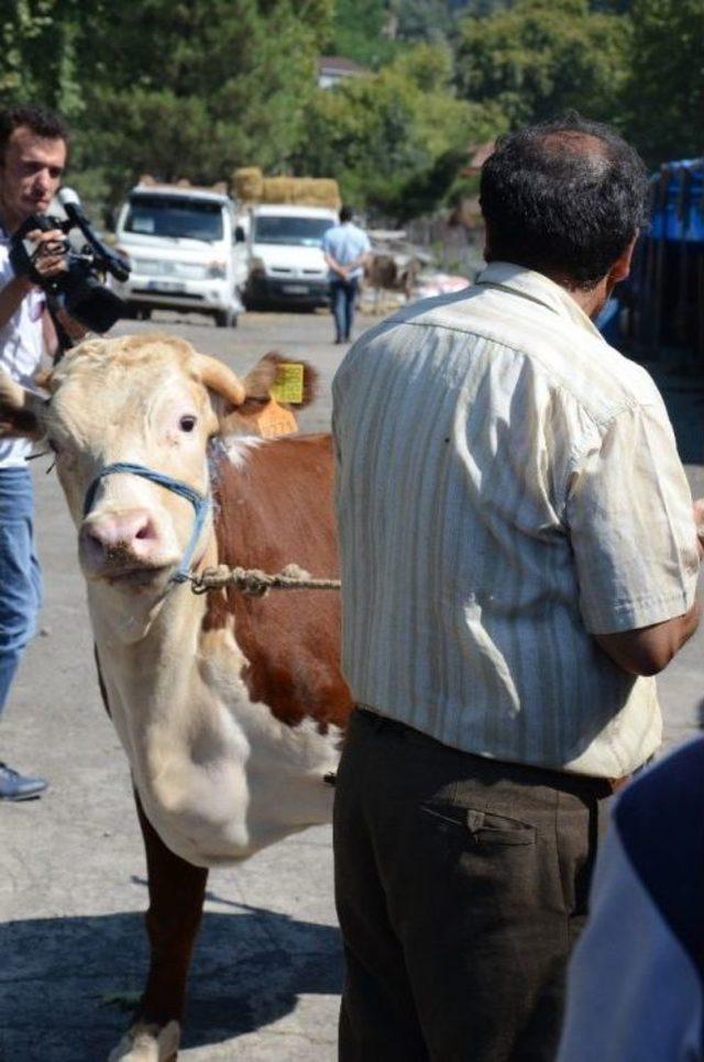 Kurbanlıklarda “arife Günü” Umudu