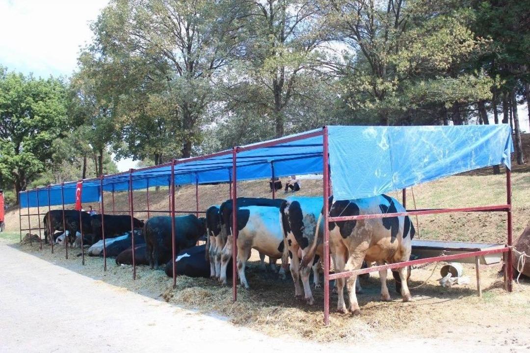 Tekirdağ&rsquo;da B&uuml;y&uuml;kbaş Kurbanlık Rağbet G&ouml;rm&uuml;yor