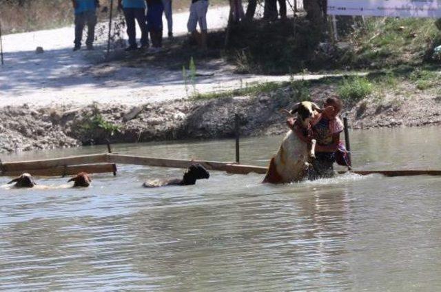 8 Asırlık Gelenekte Kınalı Koçlar Eren Için Atladı