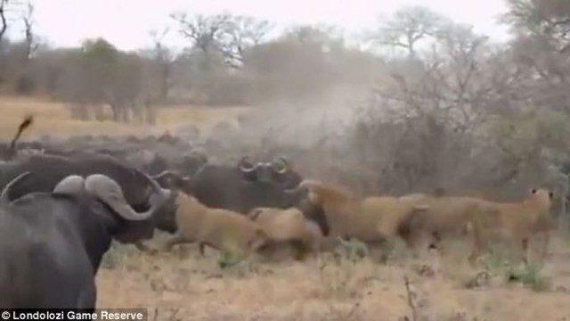 Bufalo ve aslan sürüsü karşı karşıya gelirse...
