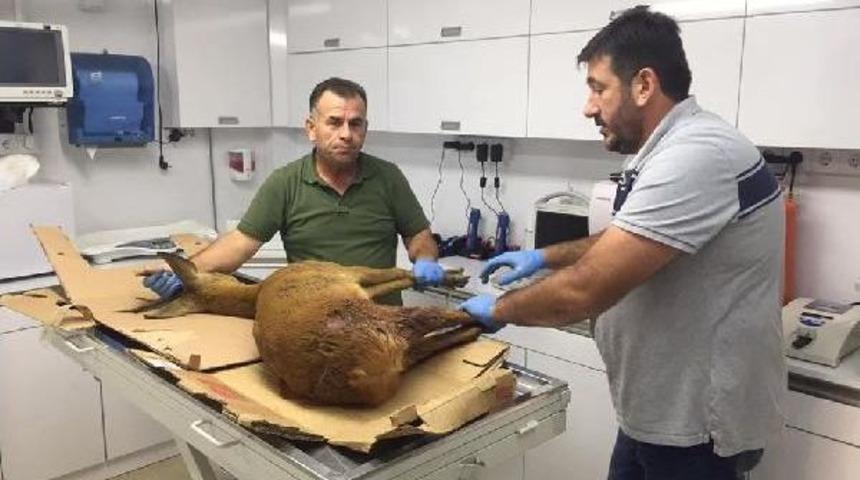 K&ouml;peklerin Saldırısında Yaralanan Karaca Tedavi Edildi