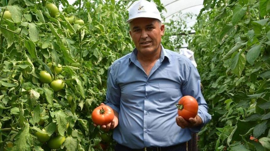 Yayla Domatesi Katar Sofrasında