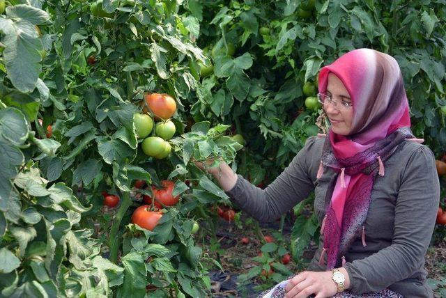 Yayla Domatesi Katar Sofrasında