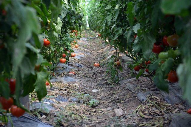 Yayla Domatesi Katar Sofrasında