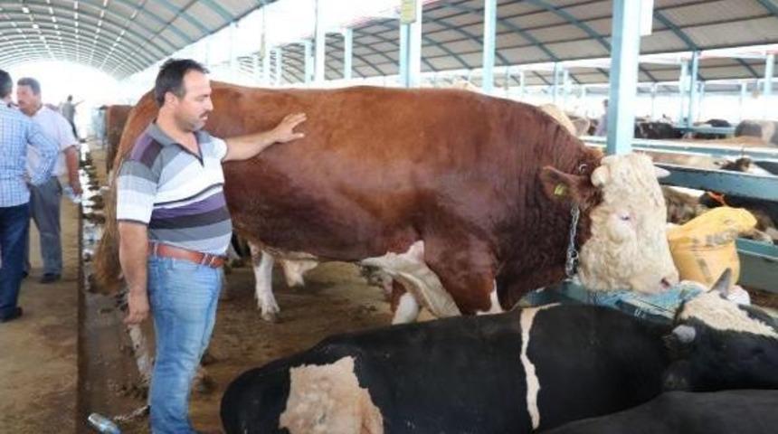 Kurbanlık Boğasıyla Şov Yaptı