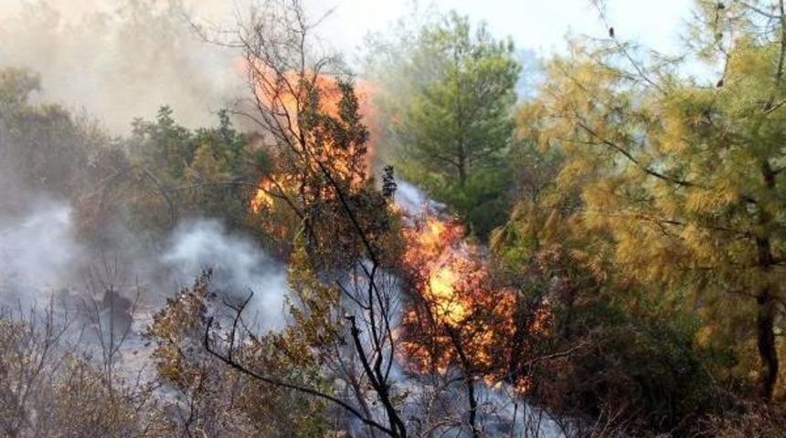 Antalya'da Orman Yangını (2) - Yeniden