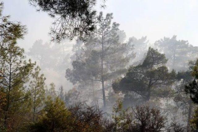 Antalya da Orman Yangını (2) - Yeniden 1