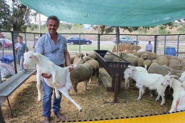 3 Kurbanlığa 1 Oğlak Bedava