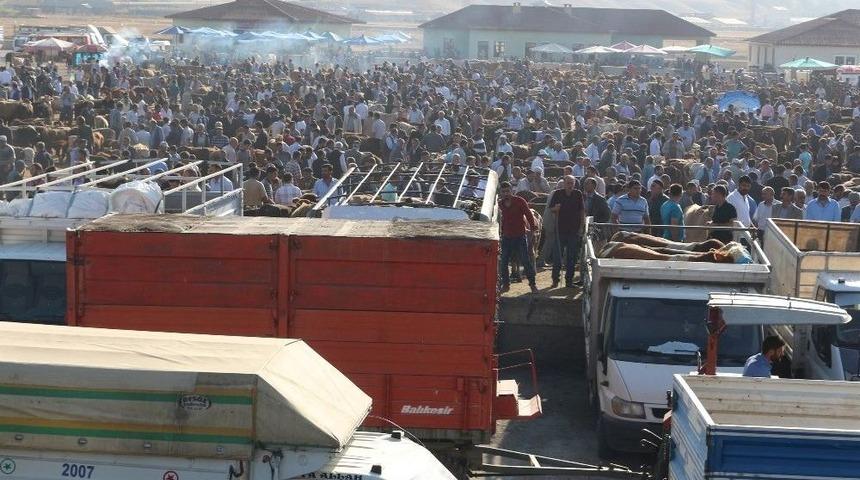 Ağrı&rsquo;dan Batı İllerine 170 Bin Kurbanlık G&ouml;nderildi