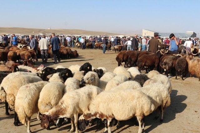 Ağrı’dan Batı İllerine 170 Bin Kurbanlık Gönderildi