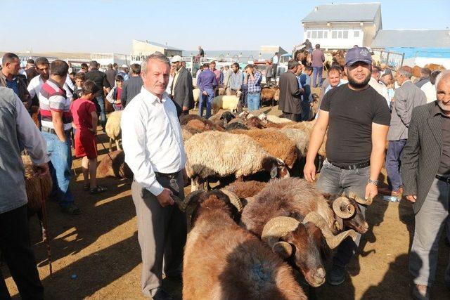 Ağrı’dan Batı İllerine 170 Bin Kurbanlık Gönderildi