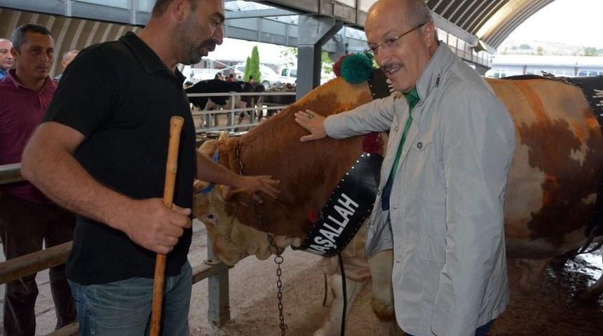 (&ouml;zel Haber) Balıkesir&rsquo;in En B&uuml;y&uuml;k Kurbanlığının Pazarlığına Başkan Desteği