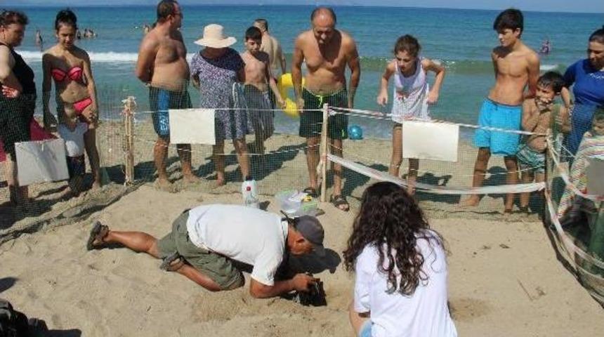 Kuşadası'nda Caretta Caretta Seferberliği