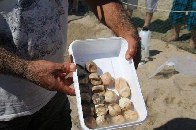 Kuşadası'nda Caretta Caretta Seferberliği