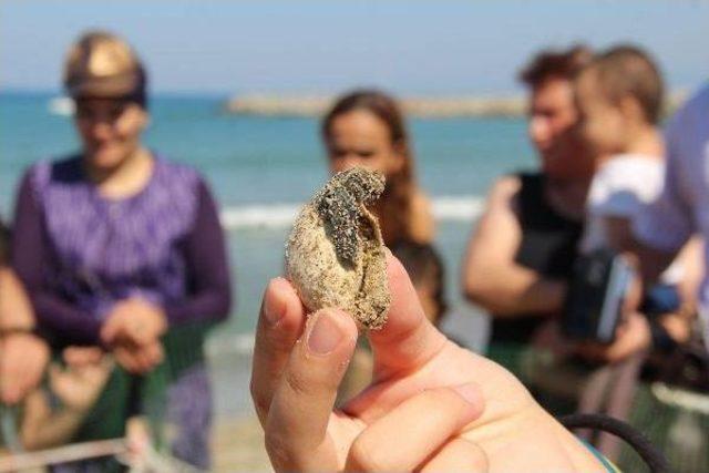 Kuşadası'nda Caretta Caretta Seferberliği