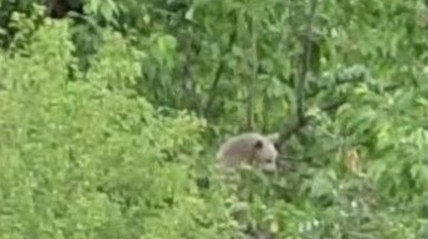 Posof&rsquo;ta İki Ayı Evin Bah&ccedil;esindeki Ağacın Tepesine &Ccedil;ıktı