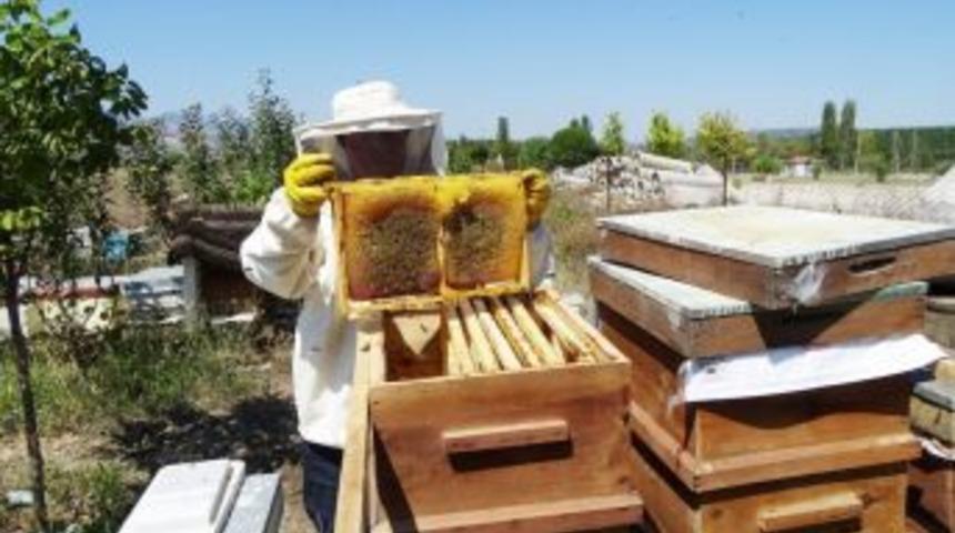 Hisarcıklı Arıcıların Bal Hasadı Başladı
