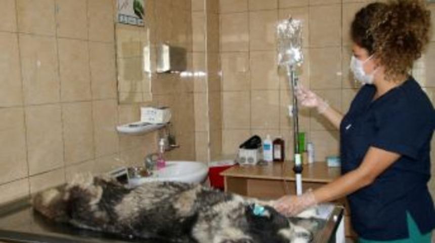 Barınakta Kanser Tedavisi